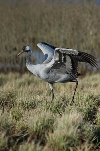 jeřáb popelavý (Grus grus) Common crane