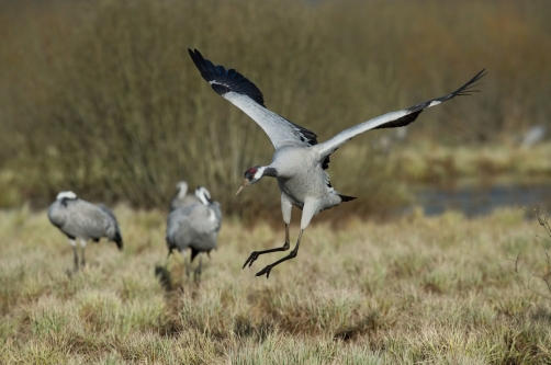 jeřáb popelavý (Grus grus) Common crane