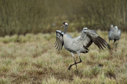 jeřáb popelavý (Grus grus) Common crane