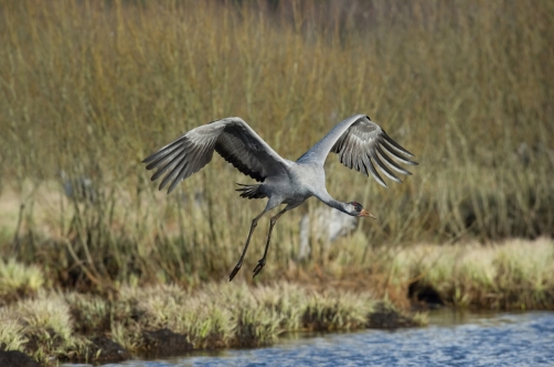 jeřáb popelavý (Grus grus) Common crane