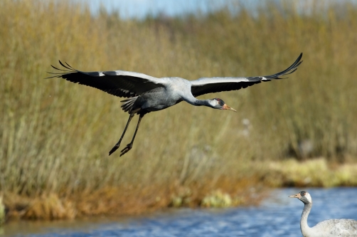 jeřáb popelavý (Grus grus) Common crane