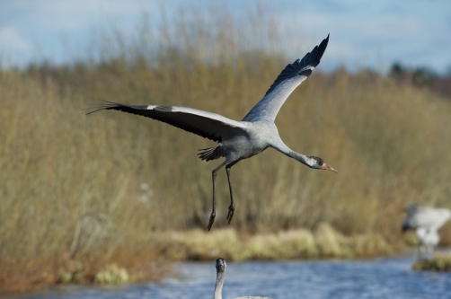 jeřáb popelavý (Grus grus) Common crane