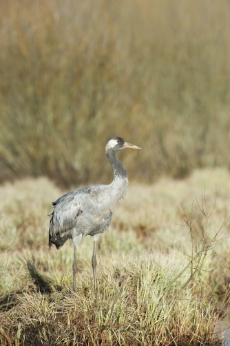 jeřáb popelavý (Grus grus) Common crane