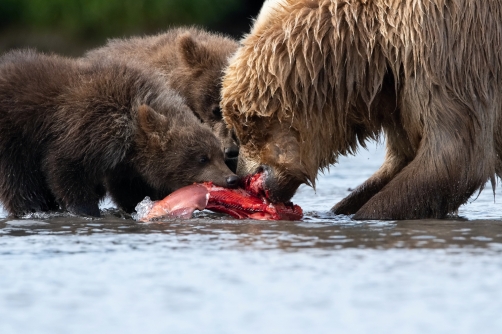 medvěd hnědý kamčatský (Ursus arctos...