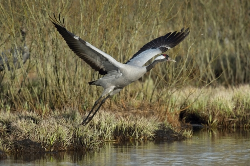 jeřáb popelavý (Grus grus) Common crane