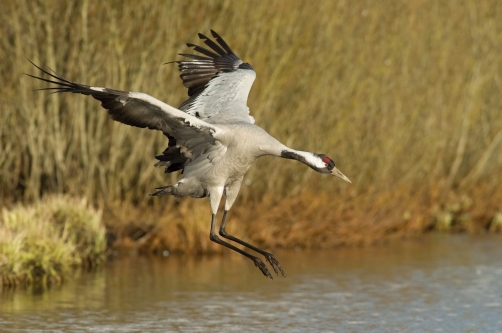 jeřáb popelavý (Grus grus) Common crane