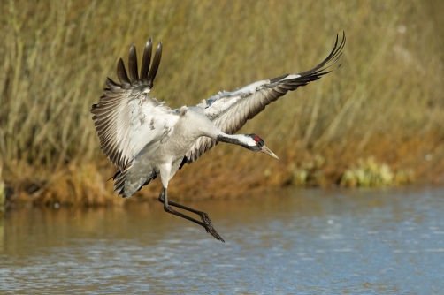 jeřáb popelavý (Grus grus) Common crane