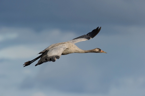 jeřáb popelavý (Grus grus) Common crane