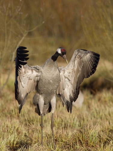 jeřáb popelavý (Grus grus) Common crane