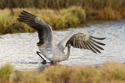 jeřáb popelavý (Grus grus) Common crane