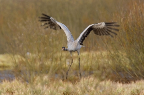 jeřáb popelavý (Grus grus) Common crane