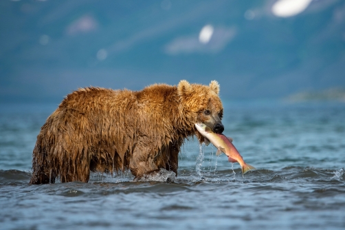 medvěd hnědý kamčatský (Ursus arctos...