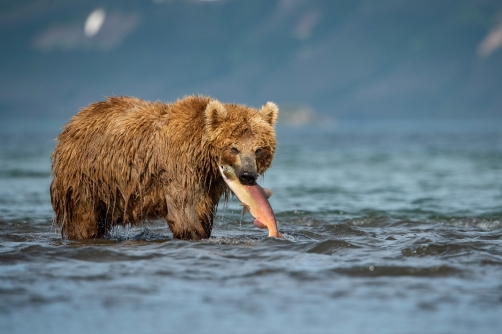 medvěd hnědý kamčatský (Ursus arctos...