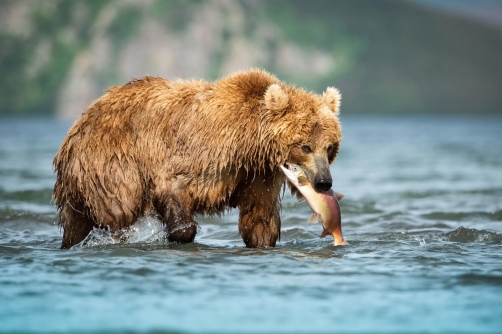 medvěd hnědý kamčatský (Ursus arctos...