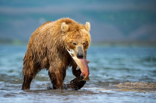 medvěd hnědý kamčatský (Ursus arctos...