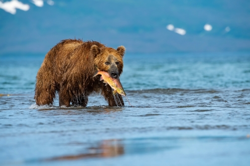 medvěd hnědý kamčatský (Ursus arctos...