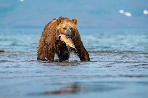 medvěd hnědý kamčatský (Ursus arctos...