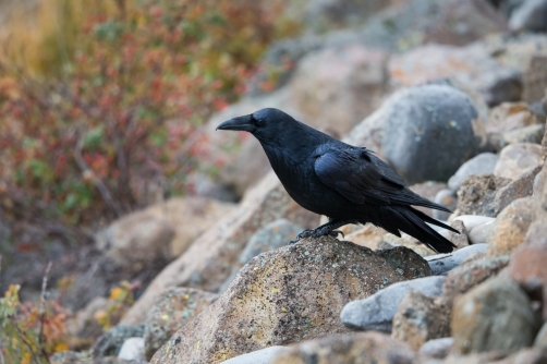 krkavec velký (Corvus corax) Common raven