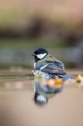 sýkora koňadra (Parus major) Great tit