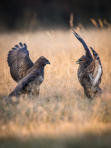 káně lesní (Buteo buteo) Common buzzard