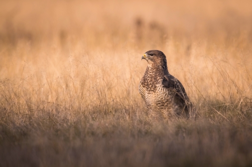 káně lesní (Buteo buteo) Common buzzard