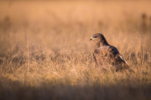 káně lesní (Buteo buteo) Common buzzard