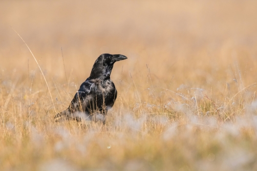 krkavec velký (Corvus corax) Common raven