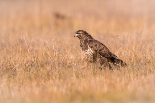 káně lesní (Buteo buteo) Common buzzard