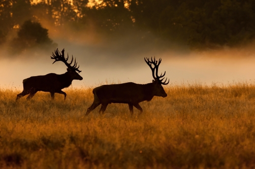 jelen lesní (Cervus elaphus) Red deer