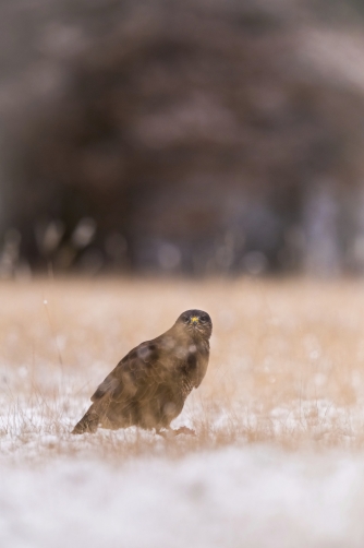 káně lesní (Buteo buteo) Common buzzard