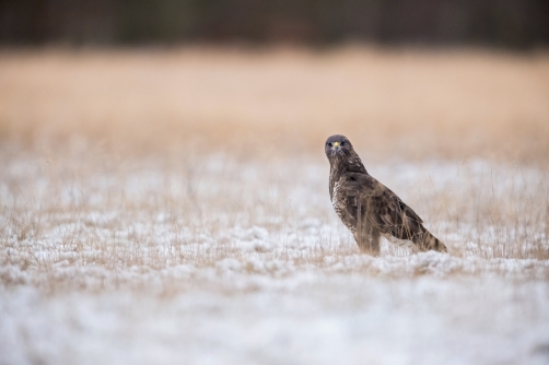 káně lesní (Buteo buteo) Common buzzard