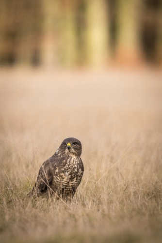 káně lesní (Buteo buteo) Common buzzard