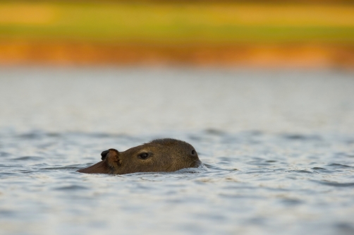 kapybara (Hydrochoerus hydrochaeris) Capybara