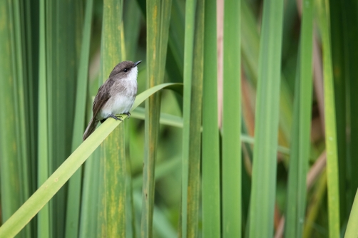 lejsek bažinný (Muscicapa aquatica) Swamp...