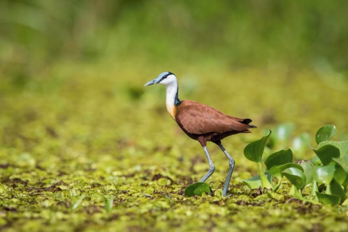 ostnák africký (actophilornis africanus)...