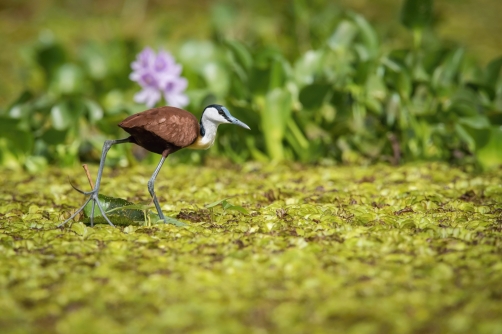 ostnák africký (actophilornis africanus)...