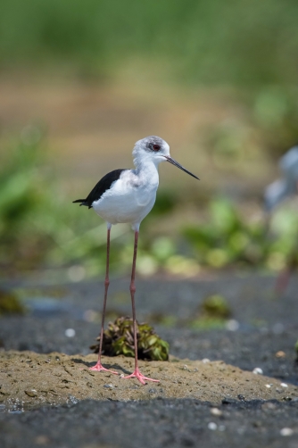 pisila čáponohá (himantopus himantopus)...