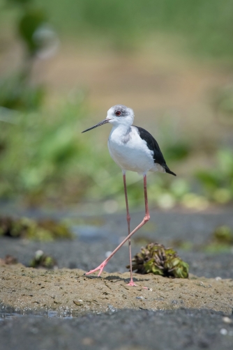 pisila čáponohá (himantopus himantopus)...