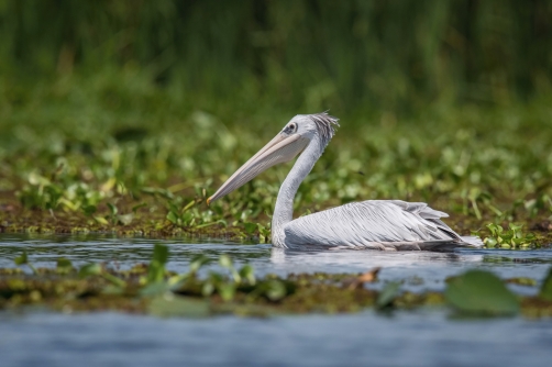 pelikán africký (Pelecanus rufescens)...