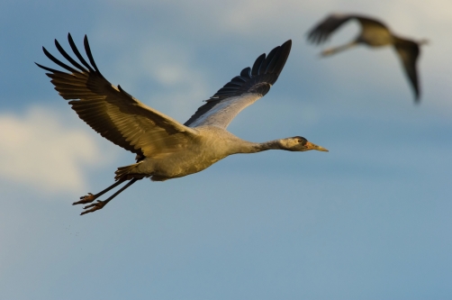 jeřáb popelavý (Grus grus) Common crane