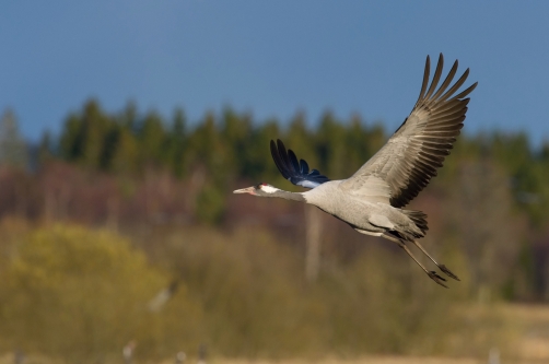 jeřáb popelavý (Grus grus) Common crane