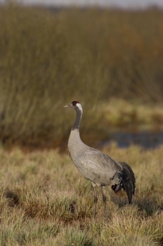 jeřáb popelavý (Grus grus) Common crane