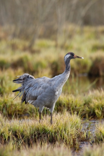 jeřáb popelavý (Grus grus) Common crane