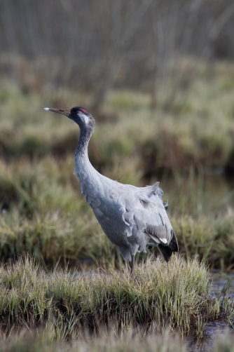 jeřáb popelavý (Grus grus) Common crane