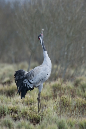 jeřáb popelavý (Grus grus) Common crane