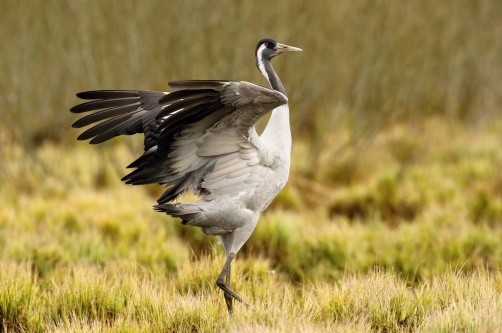 jeřáb popelavý (Grus grus) Common crane