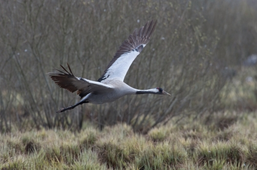 jeřáb popelavý (Grus grus) Common crane