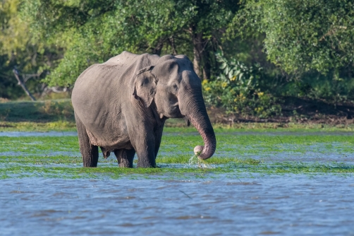 slon indický cejlonský (Elephas maximus...