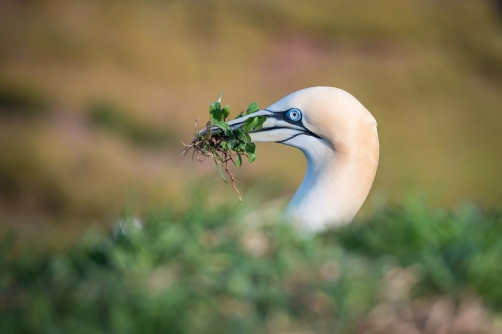 terej bílý (Morus bassanus) Northern gannet