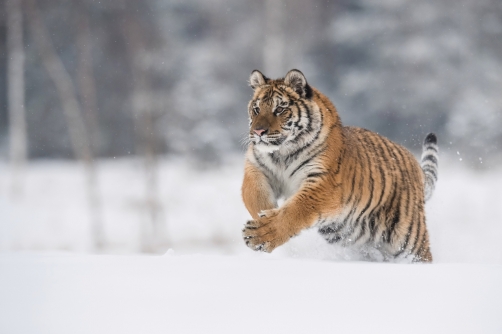 tygr ussurijský (Panthera tigris altaica)...